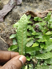 Leptochilus pteropus (Leptochilus pteropus)