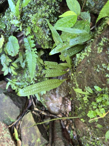Leptochilus pteropus (Leptochilus pteropus)