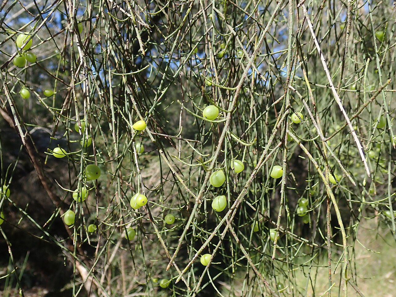 Leptomeria acida: Leptomeria acida, Girrakool Loop, Brisbane Water NP with Ruth, 20/10/2019