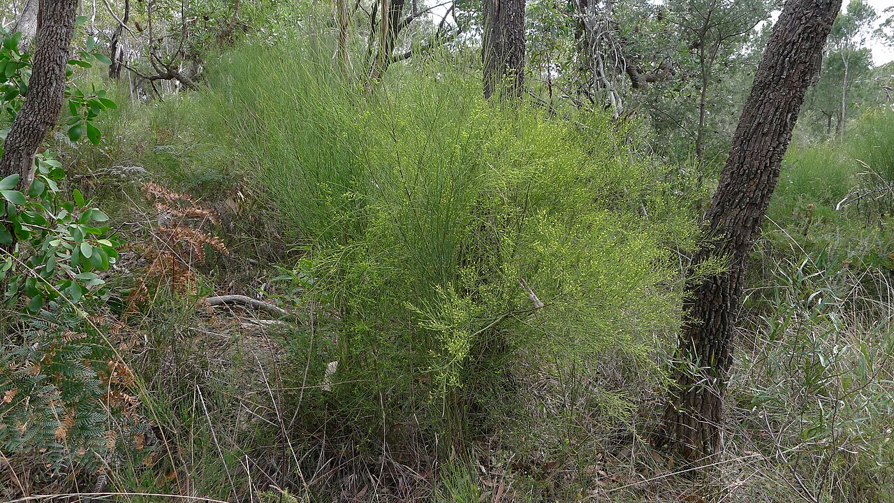 Leptomeria acida: Leptomeria acida . Royal National Park, NSW Australia, August 2011.