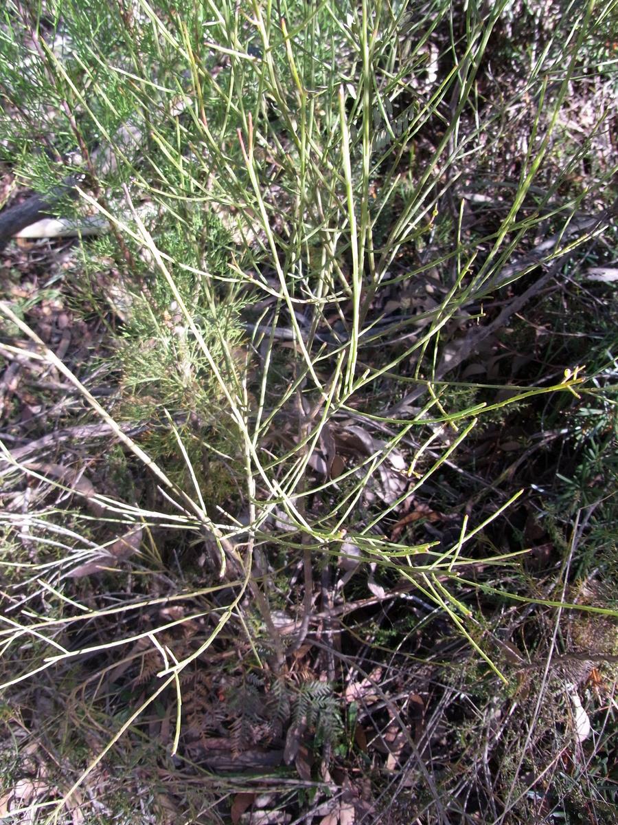 Leptomeria acida: apparently leafless shrub with green red & drupes. Blackheath, Blue Mountains, Australia. Possibly Leptomeria acida