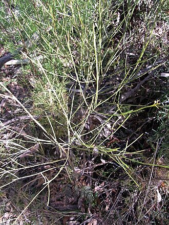 Leptomeria acida: apparently leafless shrub with green red & drupes. Blackheath, Blue Mountains, Australia. Possibly Leptomeria acida