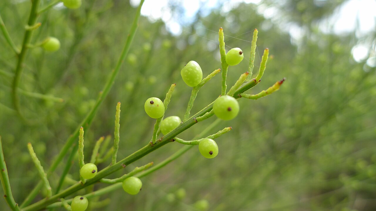 Leptomeria acida: Fruit of the Sour Currant Bush, Leptomeria acida . Royal National Park, NSW Australia, August 2011.