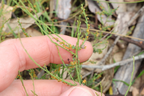 Leptomeria cunninghamii (Leptomeria cunninghamii)