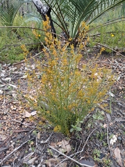Leptomeria cunninghamii (Leptomeria cunninghamii)