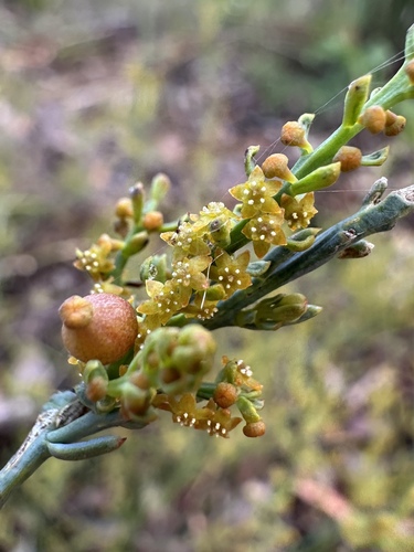 Leptomeria cunninghamii (Leptomeria cunninghamii)