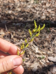 Leptomeria cunninghamii (Leptomeria cunninghamii)