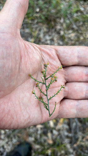 Leptomeria cunninghamii (Leptomeria cunninghamii)