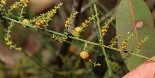Leptomeria cunninghamii (Leptomeria cunninghamii)