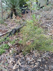 Leptomeria cunninghamii (Leptomeria cunninghamii)