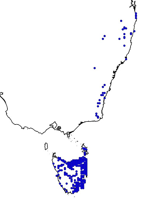 Leptomeria drupacea: Distribution map of Leptomeria drupacea from living atlas australia