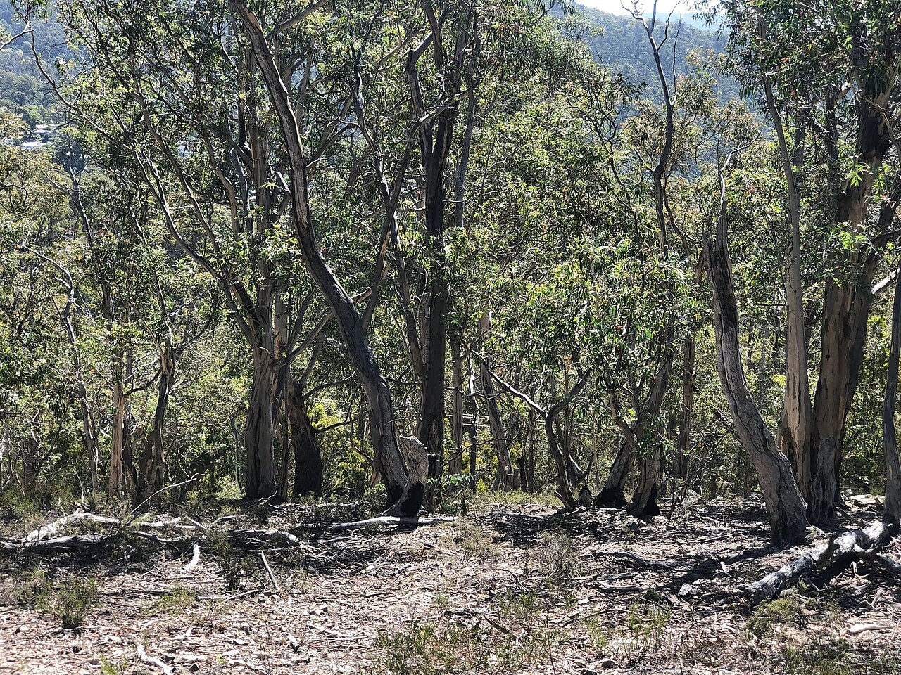 Leptomeria drupacea: Typical dry woodland in Tasmania, where Leptomeria drupacea is found.