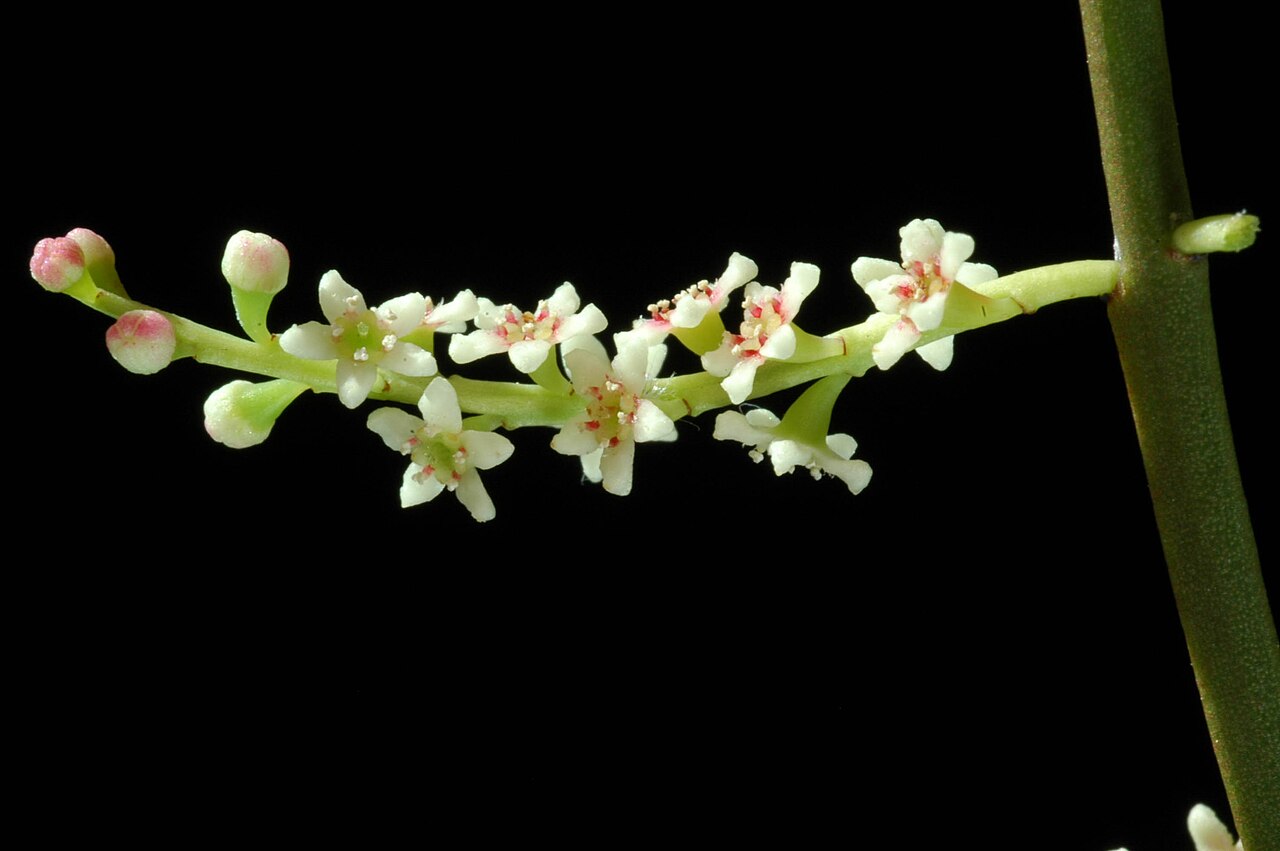 Leptomeria drupacea: Leptomeria drupaea flowers close up