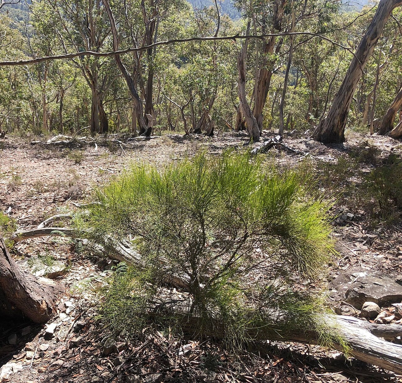 Leptomeria drupacea: Leptomeria drupacea
