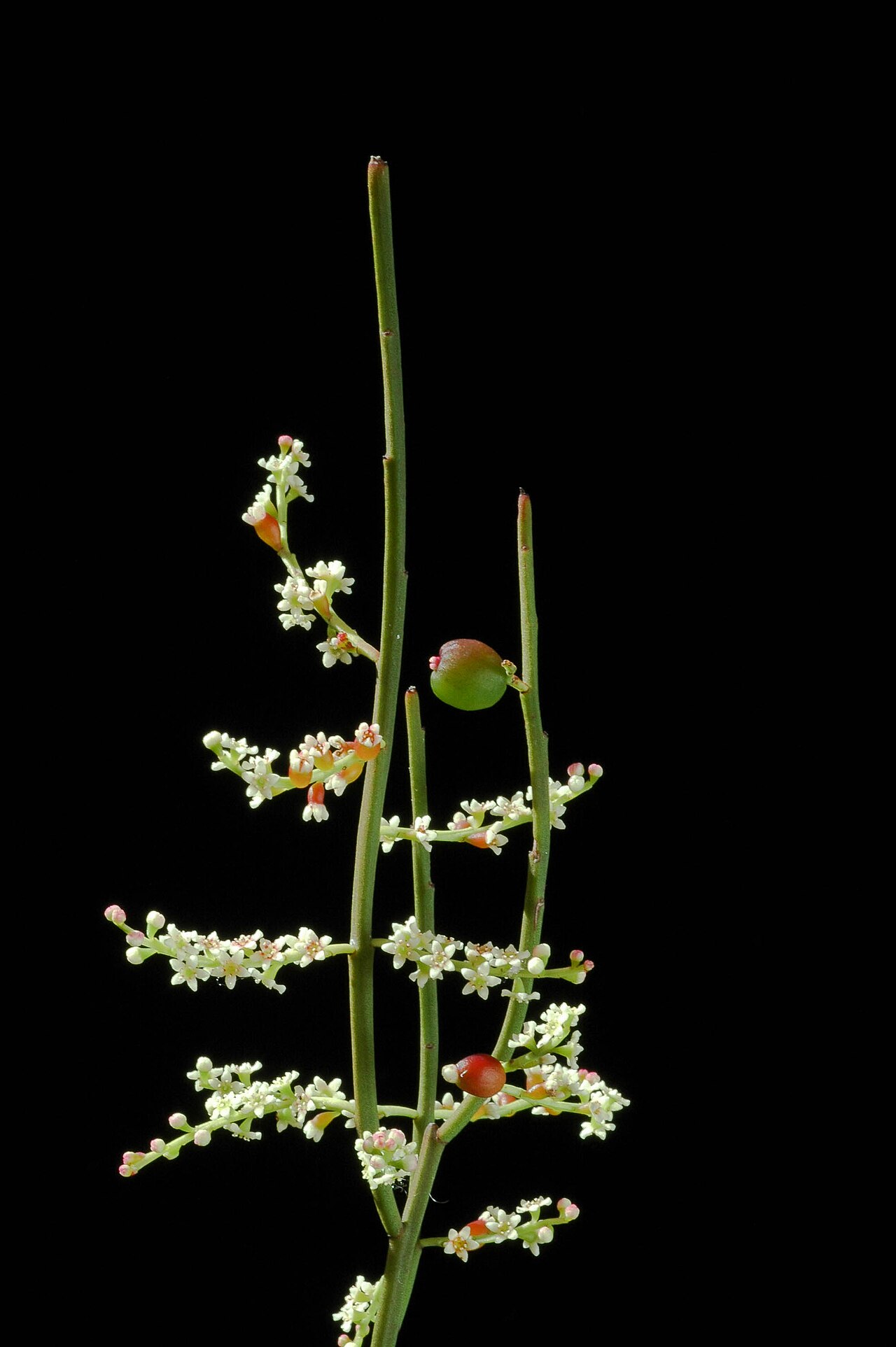 Leptomeria drupacea: Close up of Leptomeria drupacea