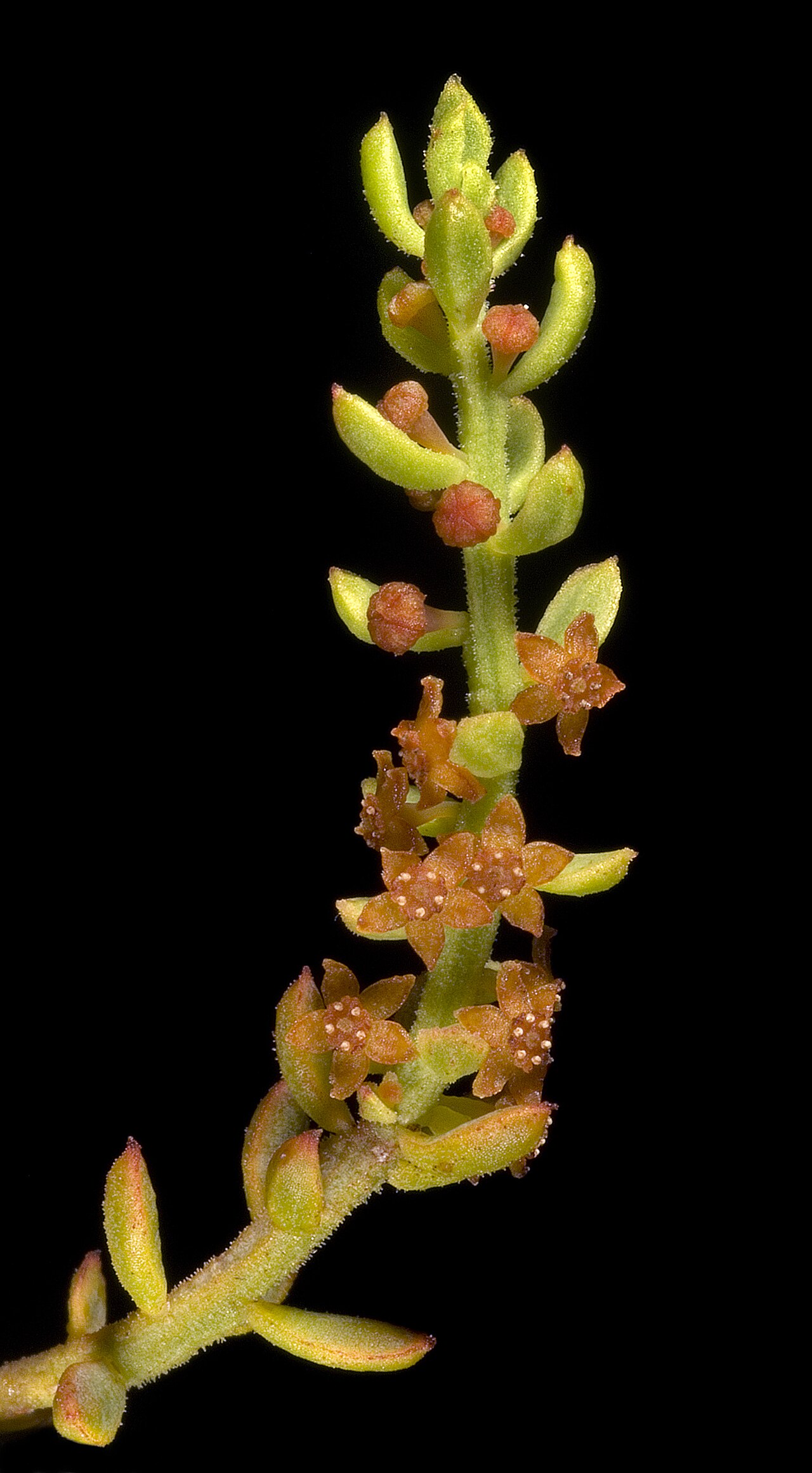 Leptomeria empetriformis: KRT3829