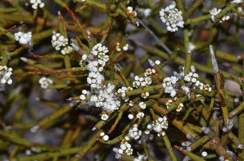 Leptomeria pauciflora (Leptomeria pauciflora)