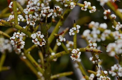 Leptomeria pauciflora (Leptomeria pauciflora)
