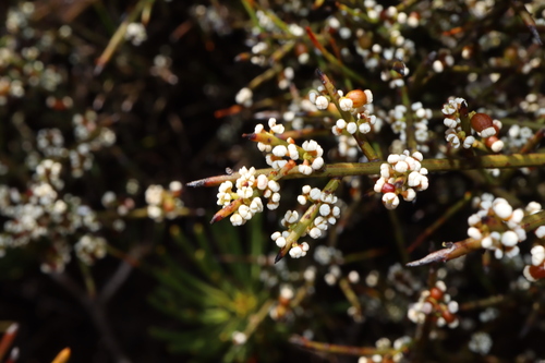 Leptomeria pauciflora (Leptomeria pauciflora)