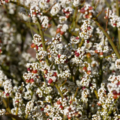 Leptomeria pauciflora (Leptomeria pauciflora)