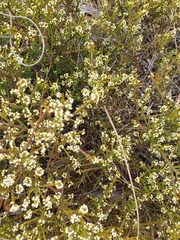 Leptomeria pauciflora (Leptomeria pauciflora)