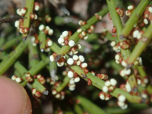 Leptomeria pauciflora (Leptomeria pauciflora)