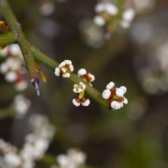 Leptomeria pauciflora (Leptomeria pauciflora)