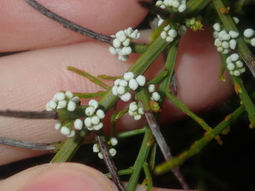 Leptomeria pauciflora (Leptomeria pauciflora)