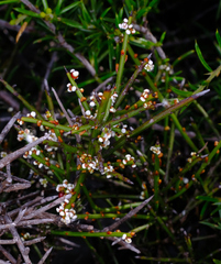 Leptomeria pauciflora (Leptomeria pauciflora)
