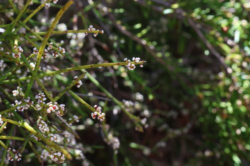 Leptomeria pauciflora (Leptomeria pauciflora)