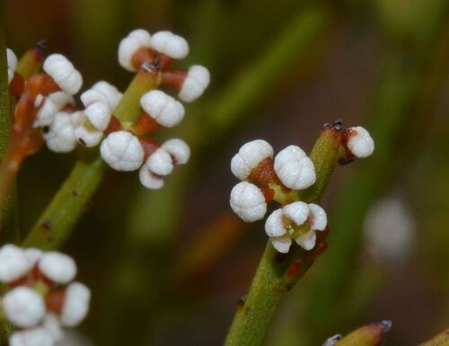 Leptomeria pauciflora (Leptomeria pauciflora)