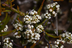 Leptomeria pauciflora (Leptomeria pauciflora)
