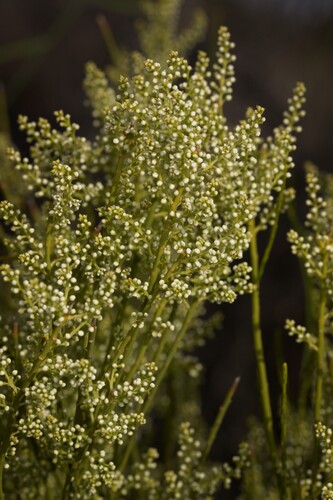 Leptomeria preissiana (Leptomeria preissiana)