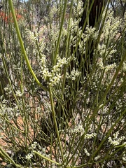 Leptomeria preissiana (Leptomeria preissiana)