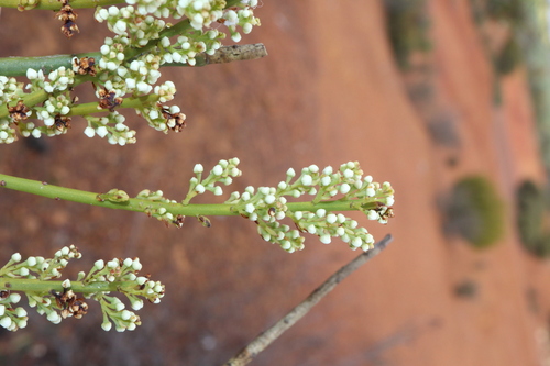 Leptomeria preissiana (Leptomeria preissiana)