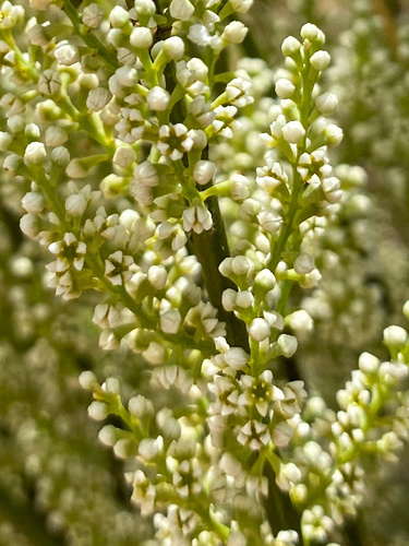 Leptomeria preissiana (Leptomeria preissiana)