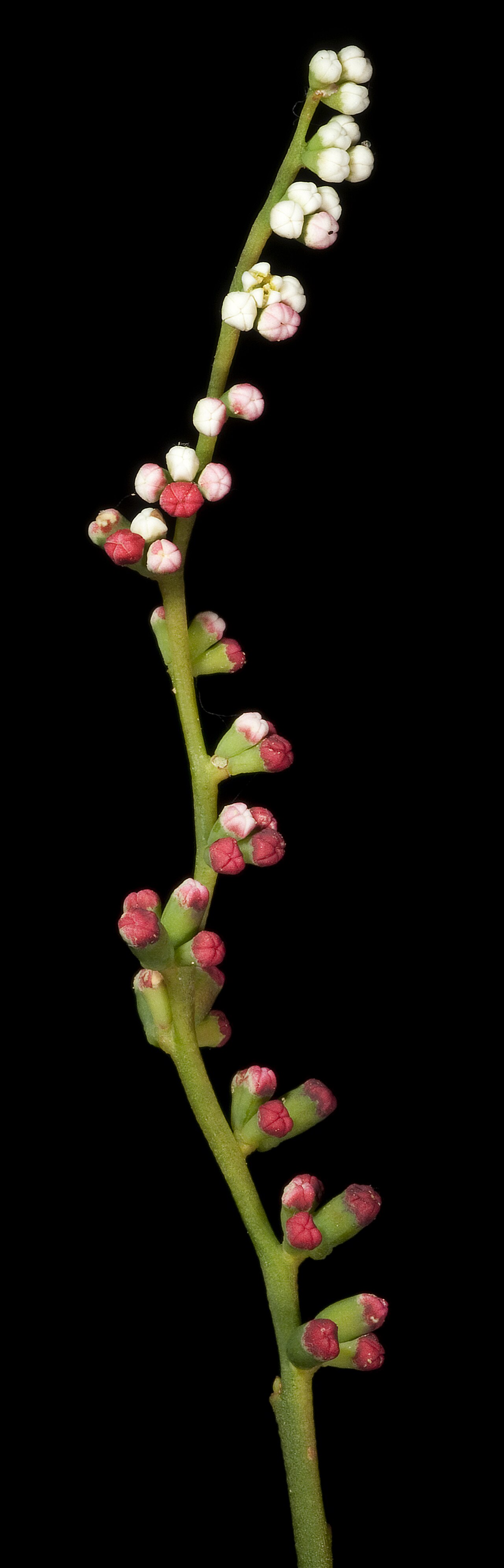 Leptomeria rubescens: KRT4357
