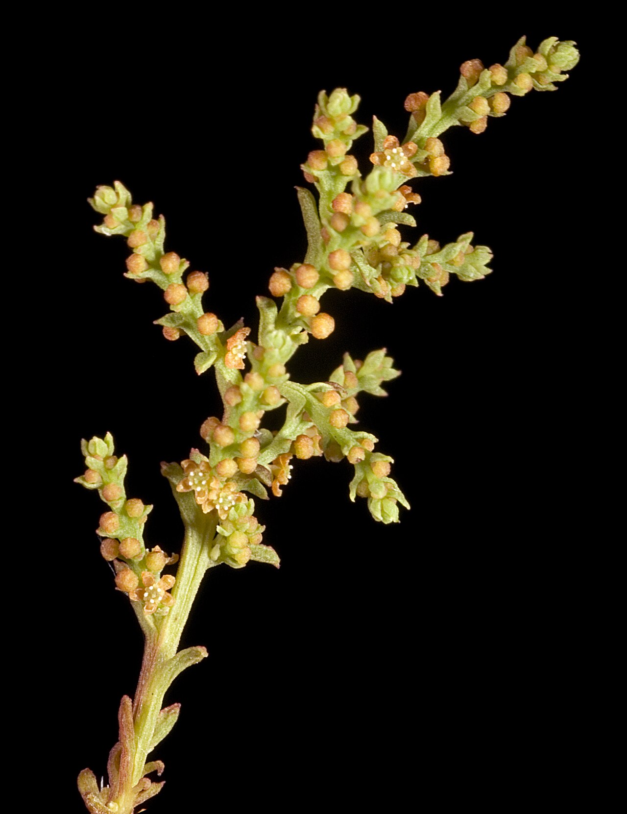 Leptomeria squarrulosa: KRT3522