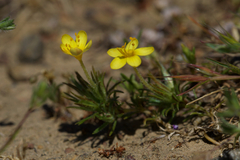 Bristly linanthus (Leptosiphon acicularis)
