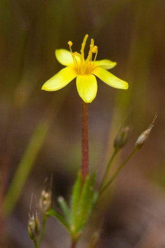 Bristly linanthus (Leptosiphon acicularis)