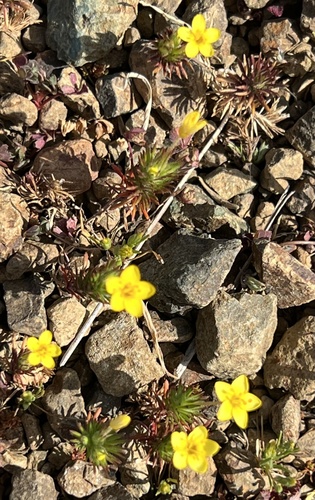 Bristly linanthus (Leptosiphon acicularis)