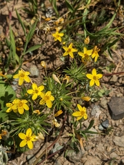 Bristly linanthus (Leptosiphon acicularis)