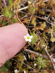 True babystars (Leptosiphon bicolor)