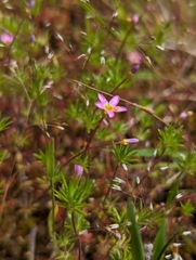 True babystars (Leptosiphon bicolor)