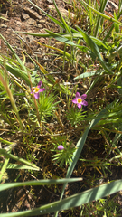 True babystars (Leptosiphon bicolor)