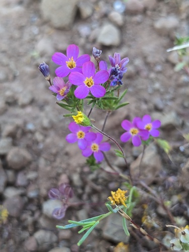 True babystars (Leptosiphon bicolor)