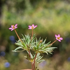 True babystars (Leptosiphon bicolor)