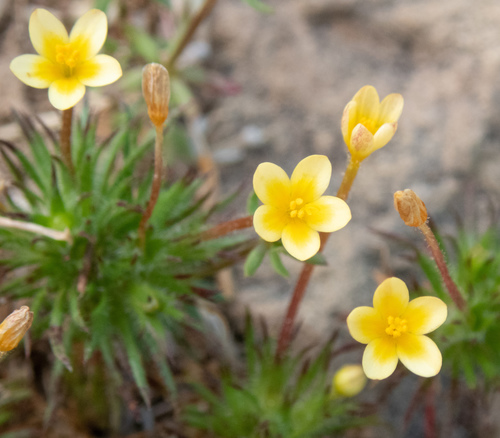 True babystars (Leptosiphon bicolor)