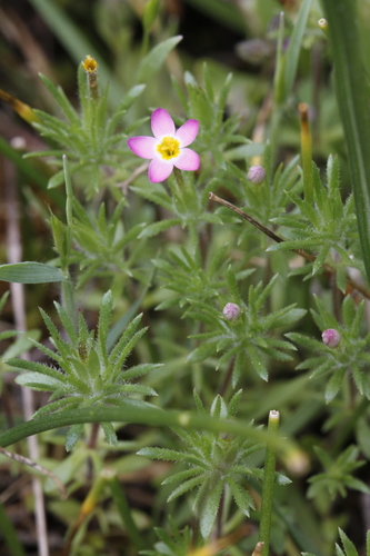 True babystars (Leptosiphon bicolor)