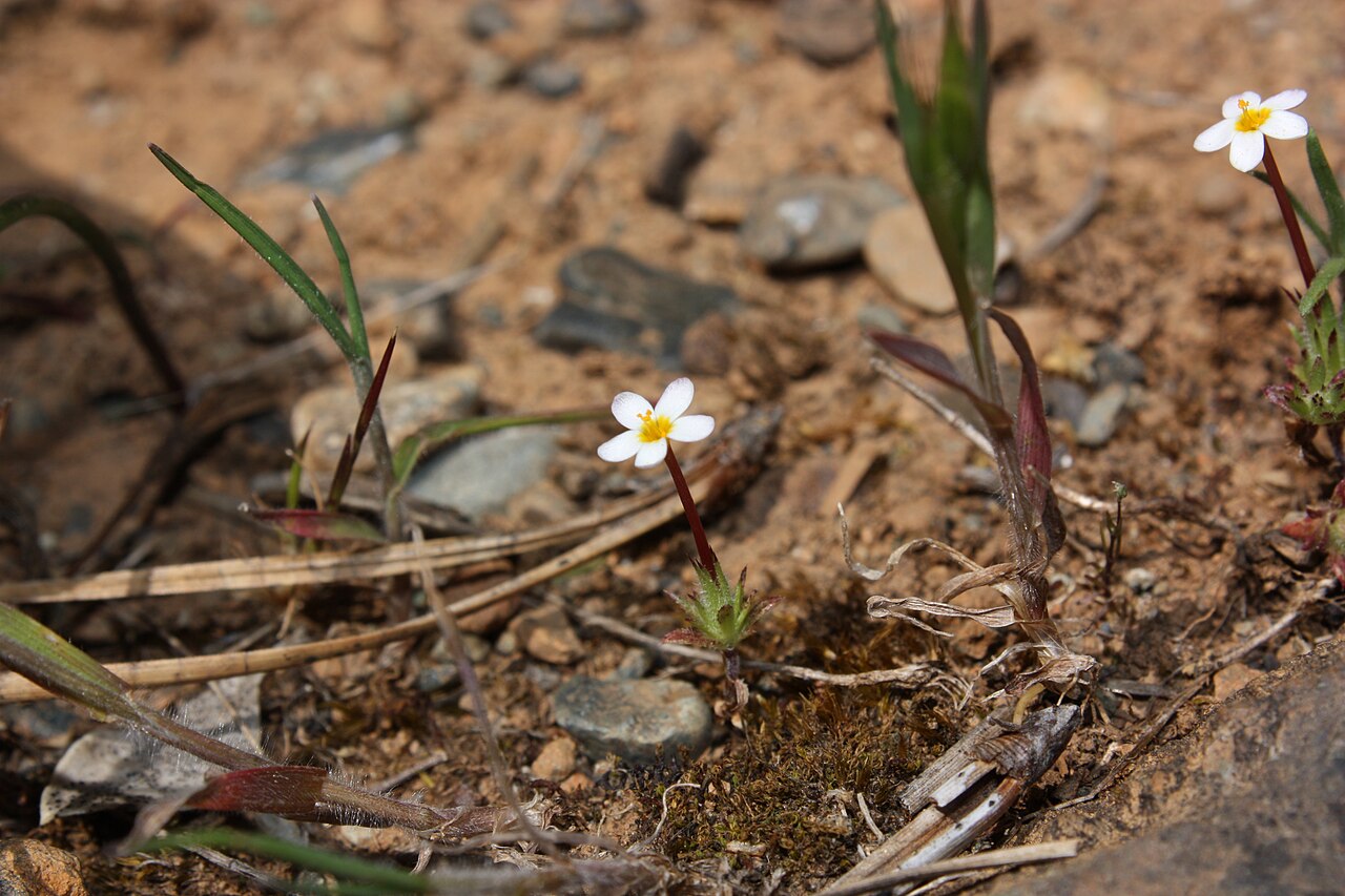 True babystars: True Babystars, Bicolored Linanthus Viewpoint location: Trail at Rough and Ready Flat Botanical Area Viewpoint elevation: 426 meter (1396 ft) Location source: G